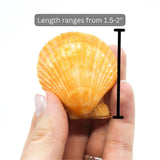 Noble Pecten