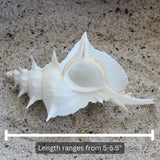 White Alabaster Murex 5-5.5"
