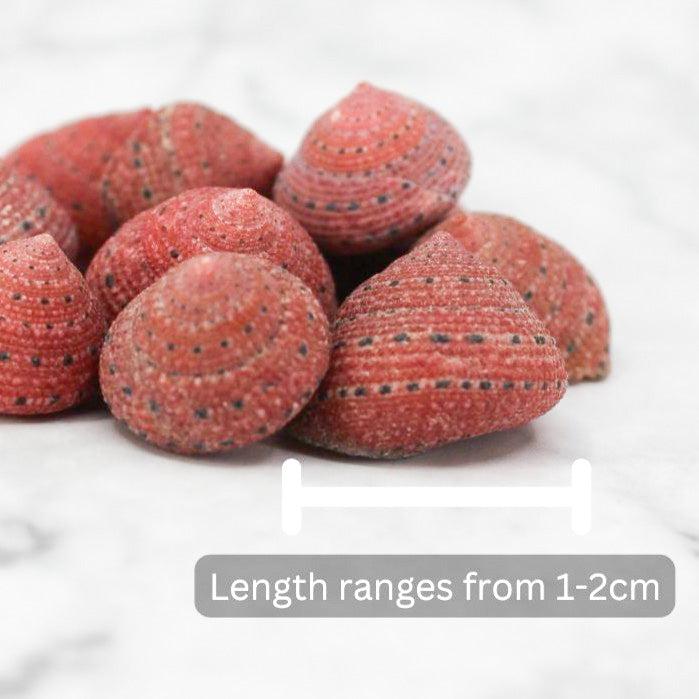 Strawberry Top 1-2cm