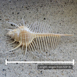 Venus Comb Murex