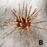Zebra Urchin w/Spines