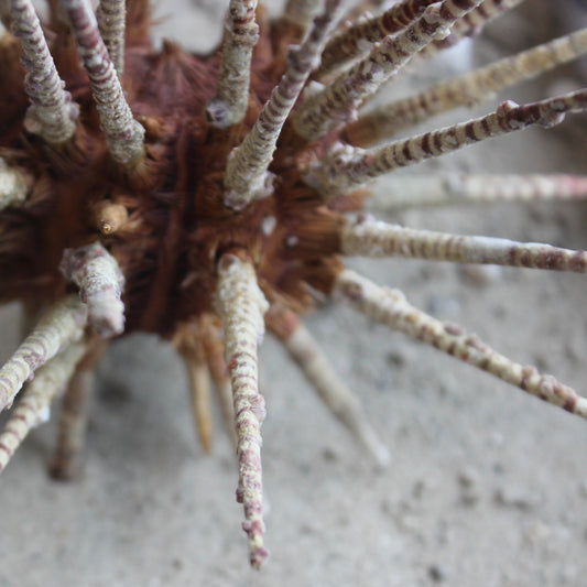 Zebra Urchin w/Spines