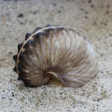 Brown Paper Nautilus 2.5-3"