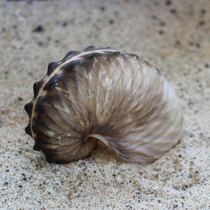 Brown Paper Nautilus 2.5-3"