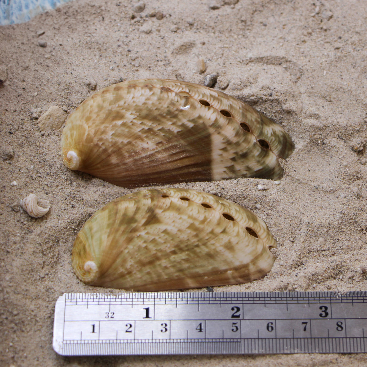 Donkey Ear Abalone 2-3"