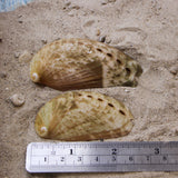 Donkey Ear Abalone 2-3"