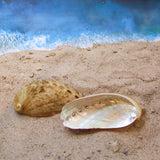 Donkey Ear Abalone 2-3"