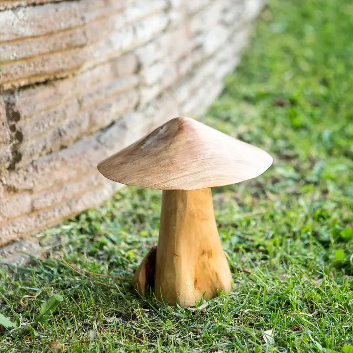 Tea Tree Root Mushrooms
