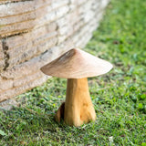 Tea Tree Root Mushrooms