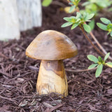 Teak Root Mushrooms