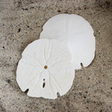 Florida Arrowhead Sandollar