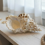Giant Frog Shells