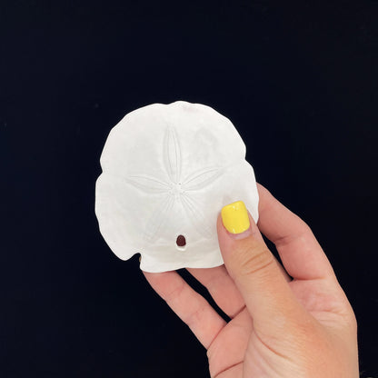 Florida Arrowhead Sandollar