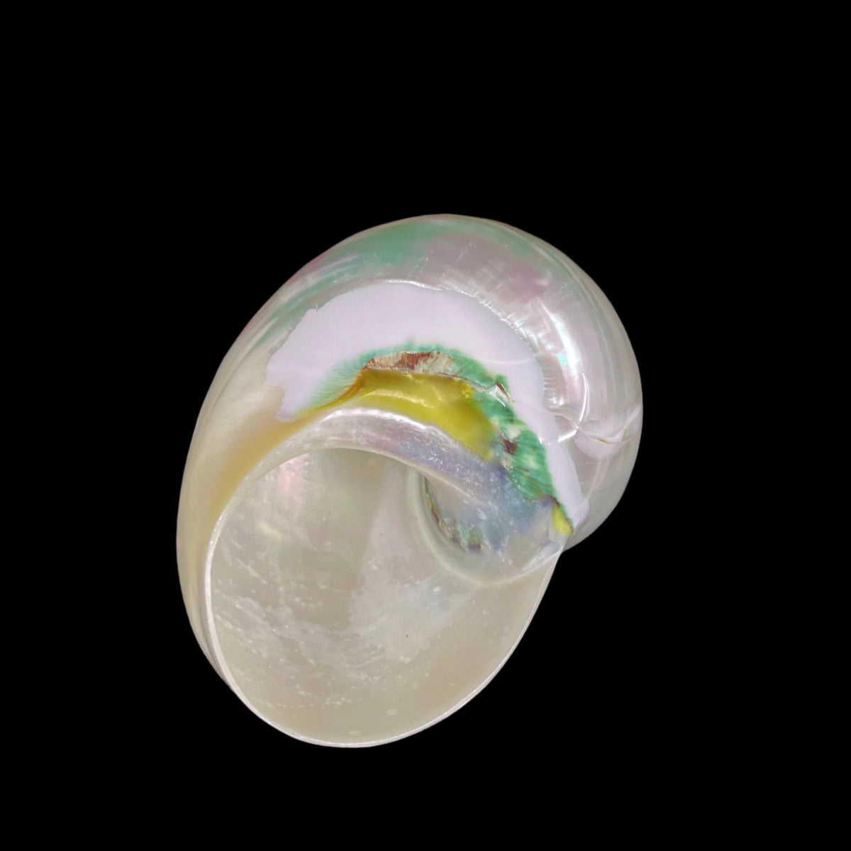 Polished Jade Turbo 2.5-3.5"