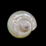 Polished Jade Turbo 2.5-3.5"