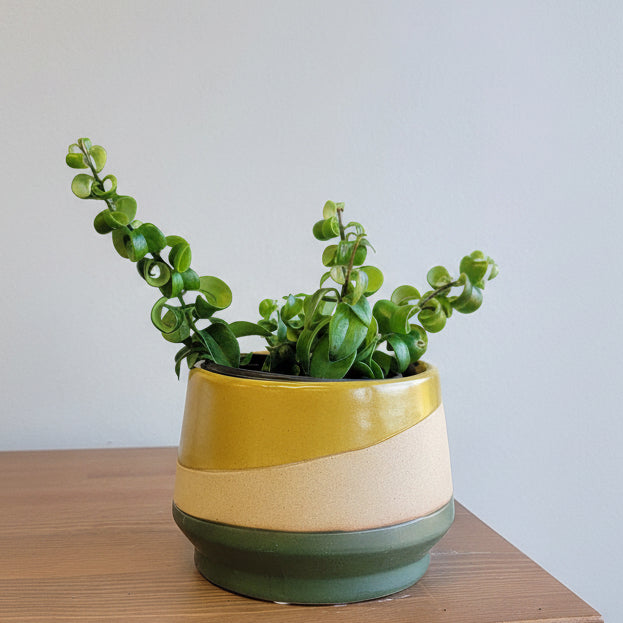 5" Mirage Planter