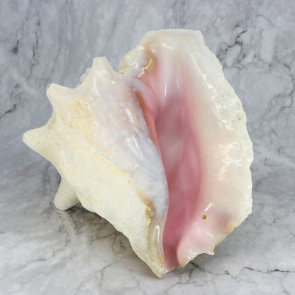 Pink Conch