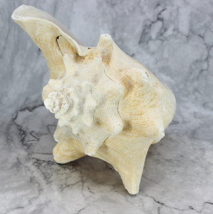 Pink Conch
