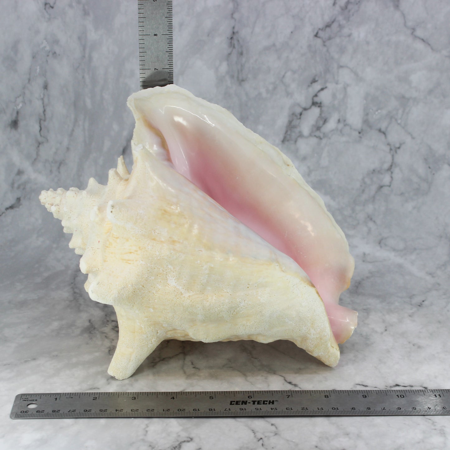 Pink Conch