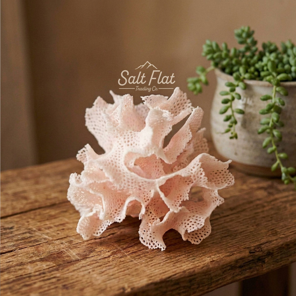 Pink Lace Bryozoan