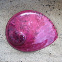 Midas Abalone Polished
