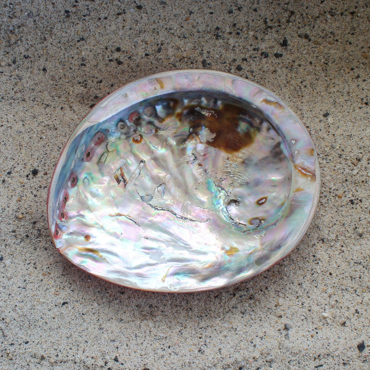 Midas Abalone Polished
