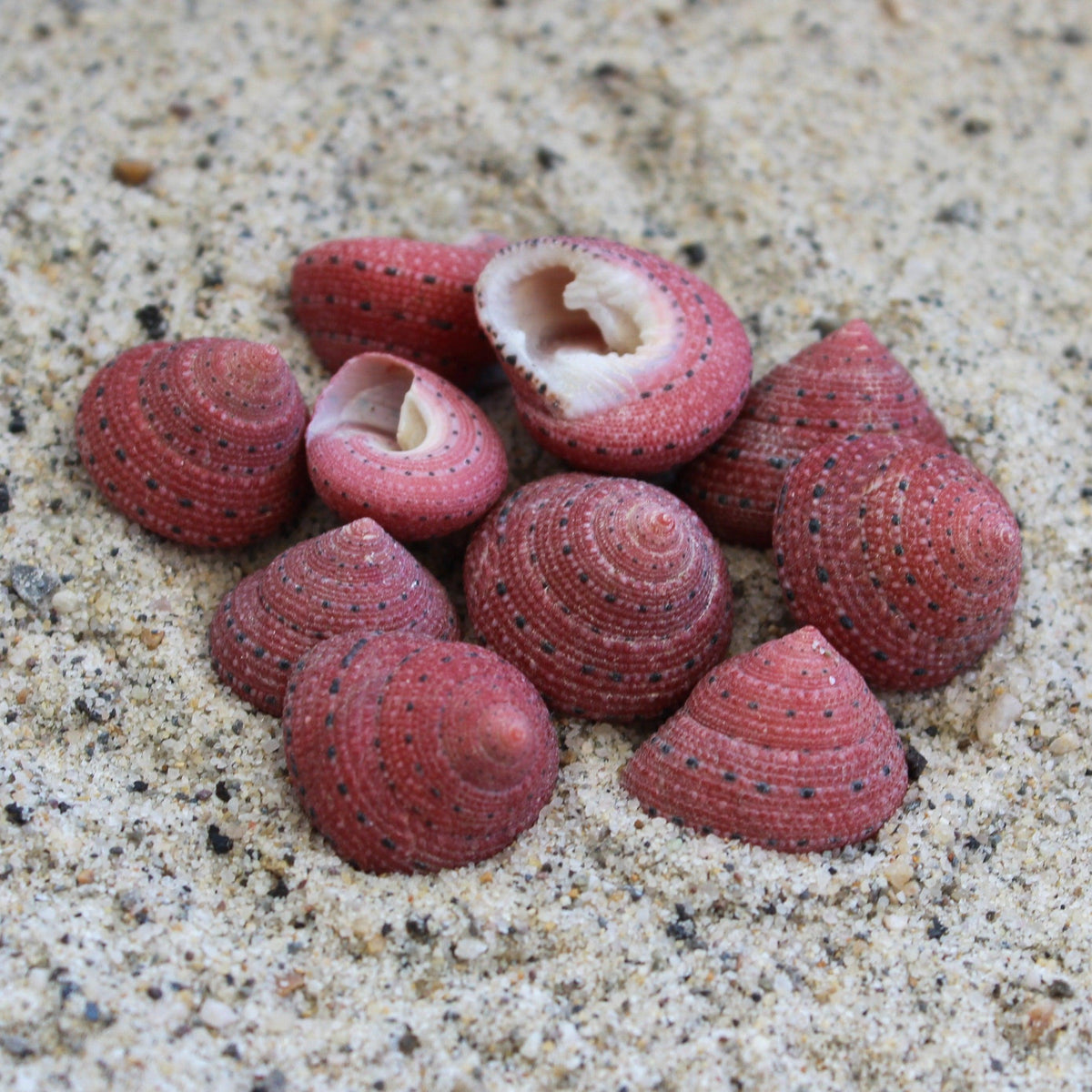 Strawberry Top 1-2cm