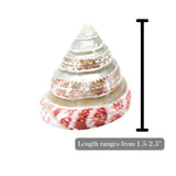 Strawberry Top Banded 1.5-2.5"