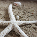 White Linkia Star