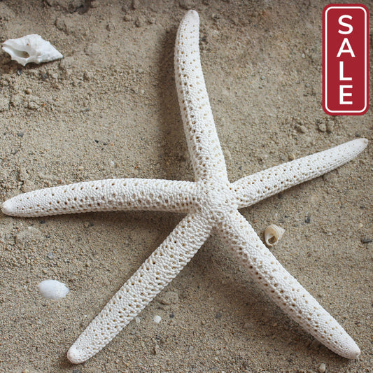 White Linkia Star