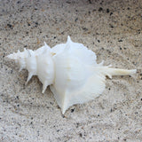 White Alabaster Murex 5-5.5"
