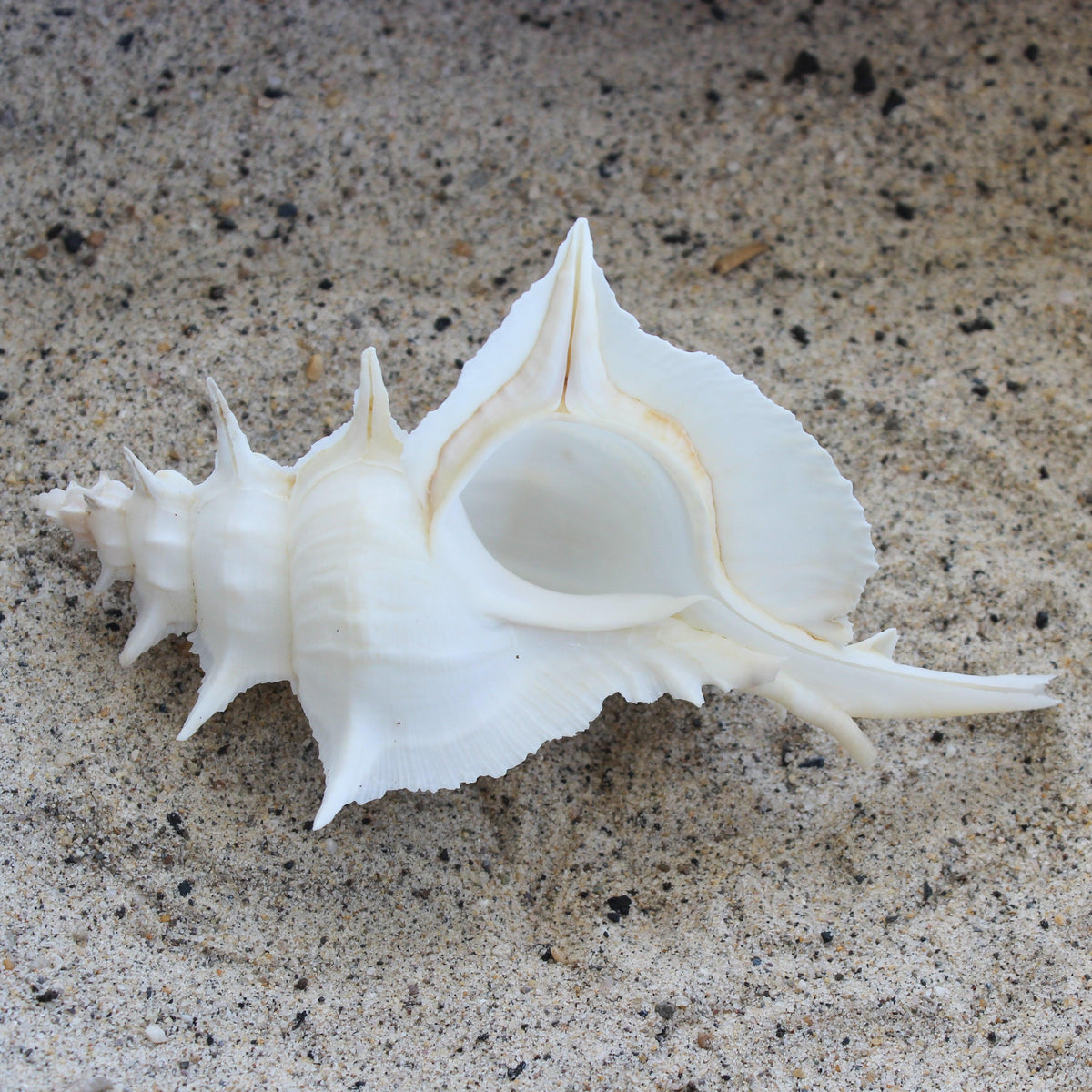 White Alabaster Murex 5-5.5"