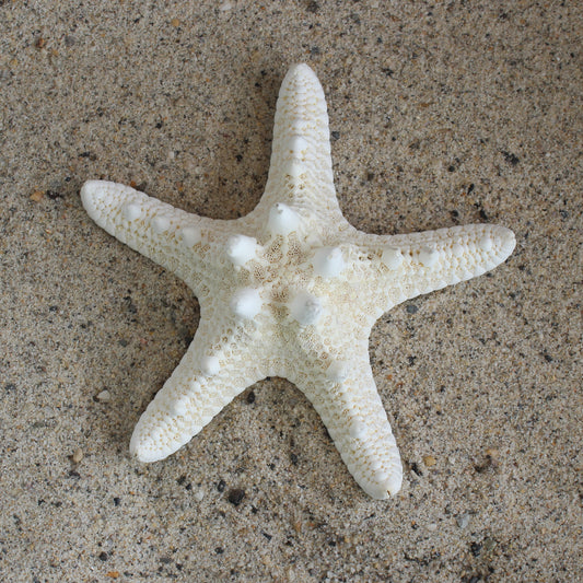 4-5" White Nobby Star