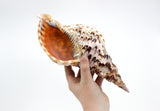 Pacific Tritons