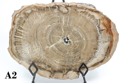 Petrified Wood Slabs 10-12"