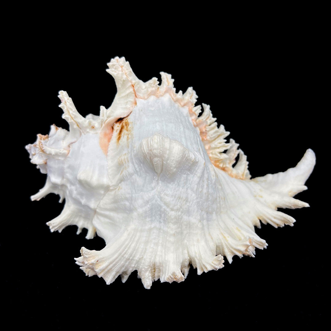 Alabaster Murex 8-10"