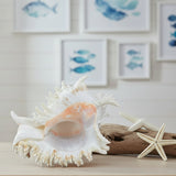 Alabaster Murex 8-10"