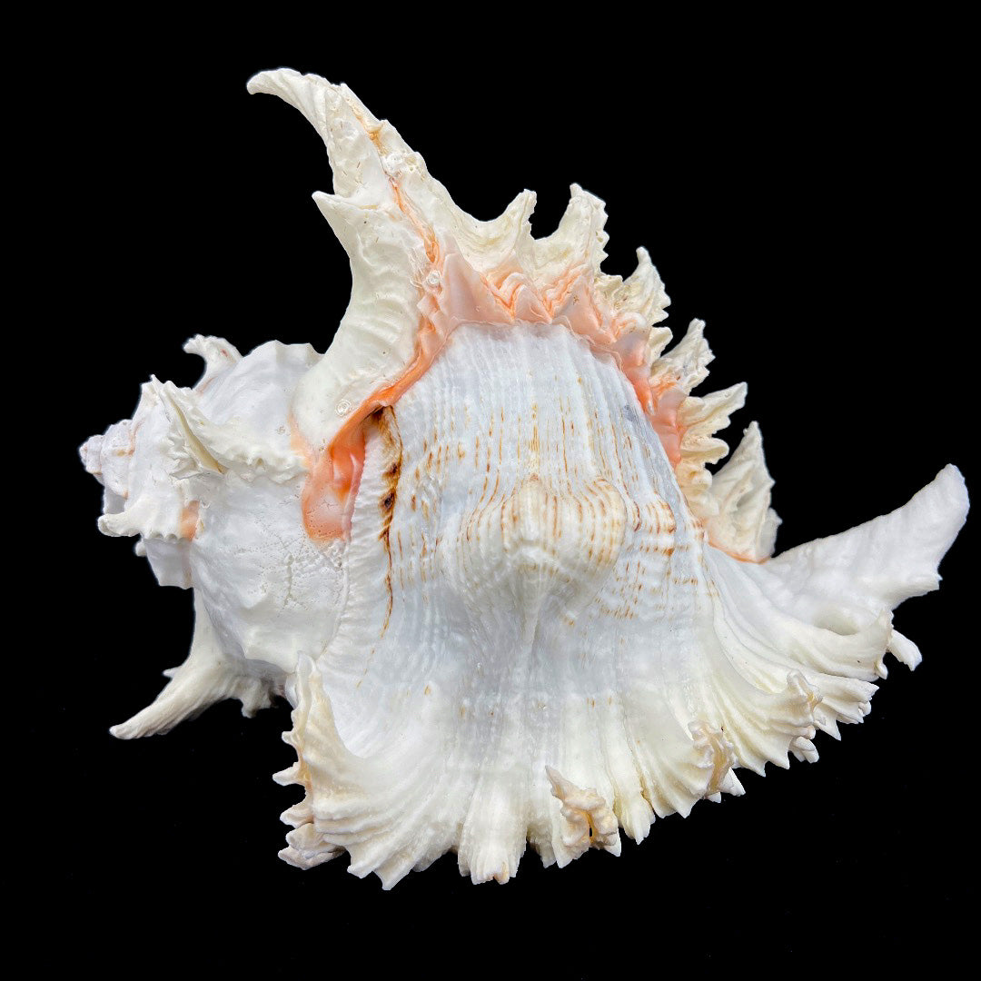 Alabaster Murex 8-10"