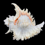 Alabaster Murex 8-10"