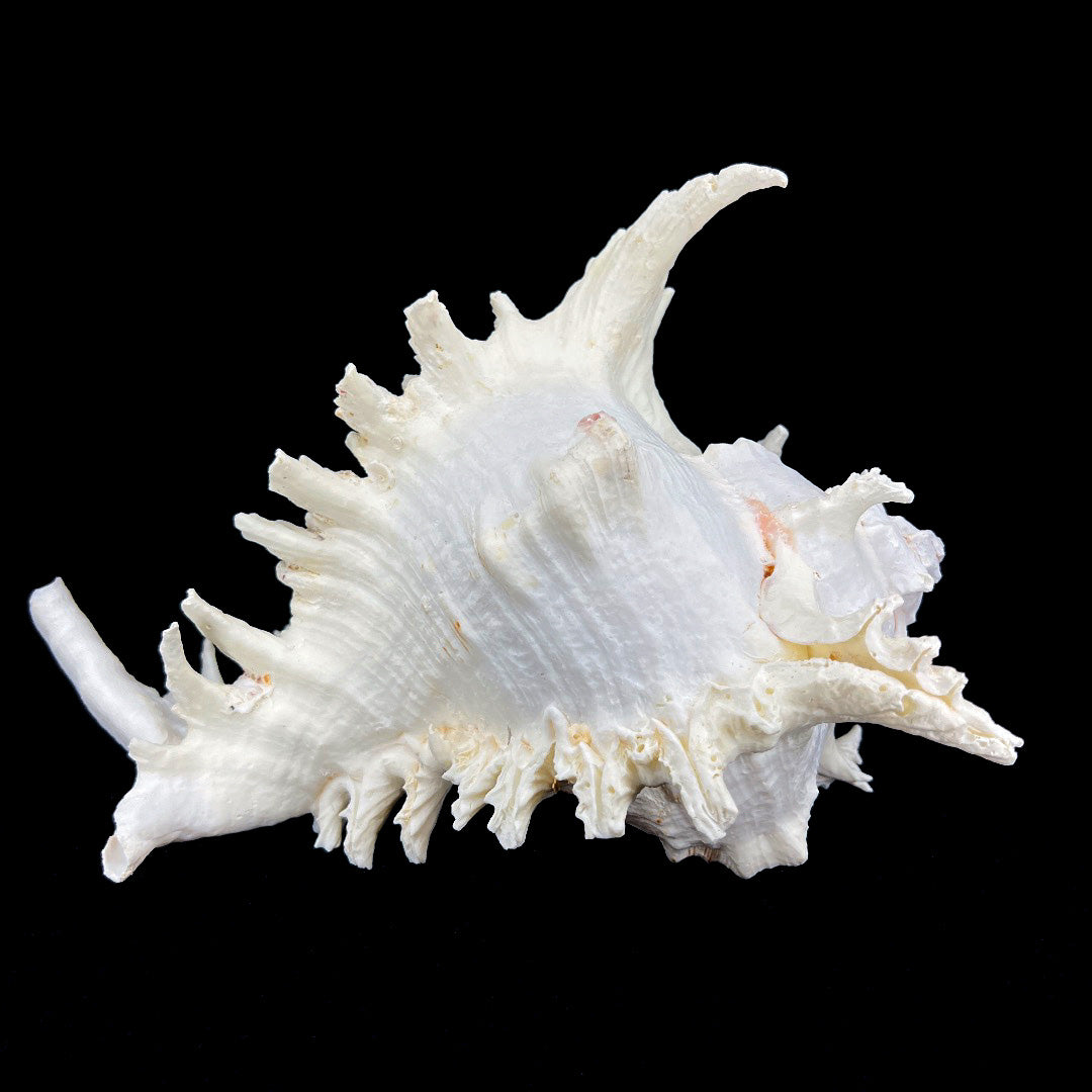 Alabaster Murex 8-10"