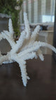 Branch Coral 12-14"