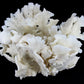 Cactus Coral 12-14"