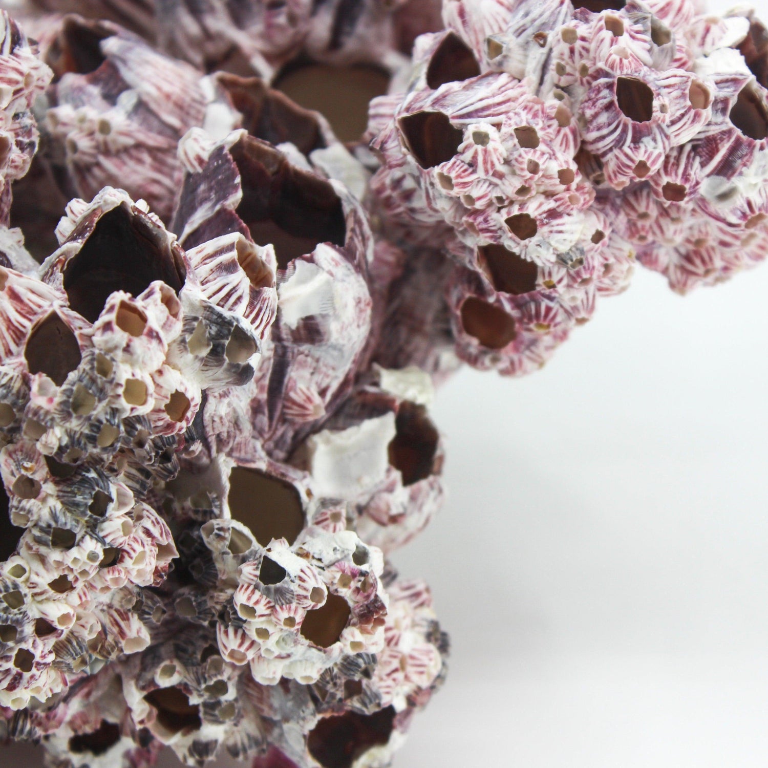 Barnacles 12-14"