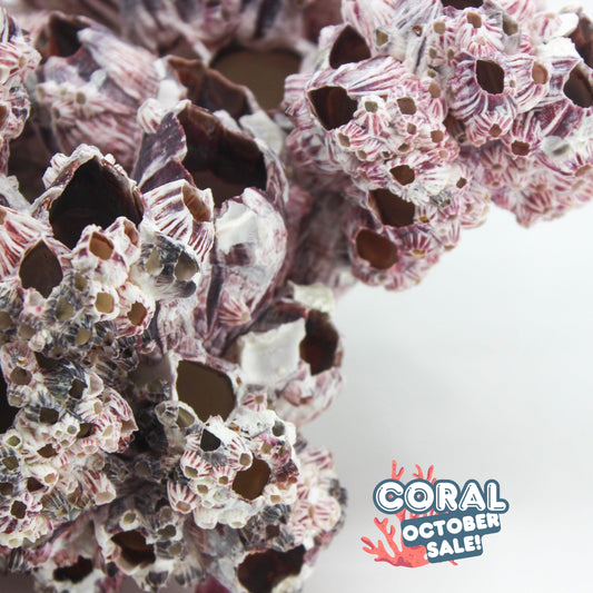 Barnacles 12-15"
