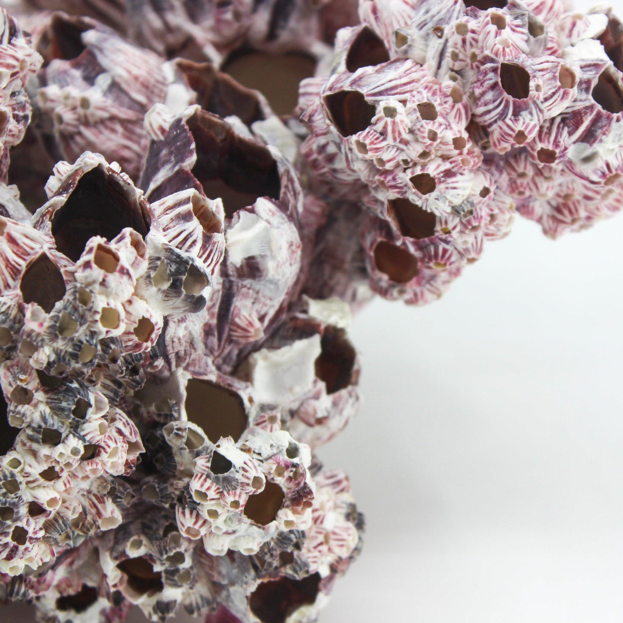 Barnacles 12-14"