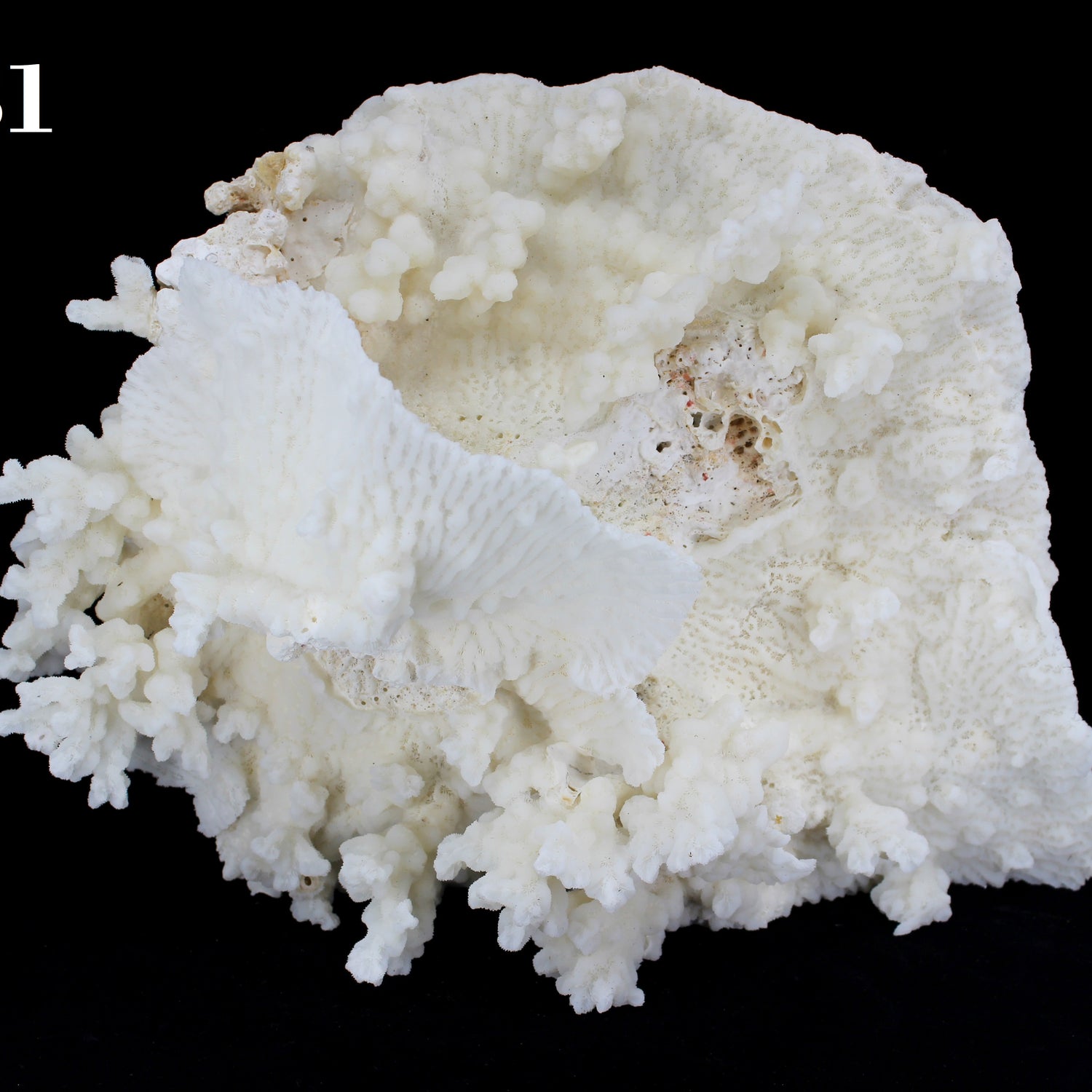Merulina Coral 14-16"