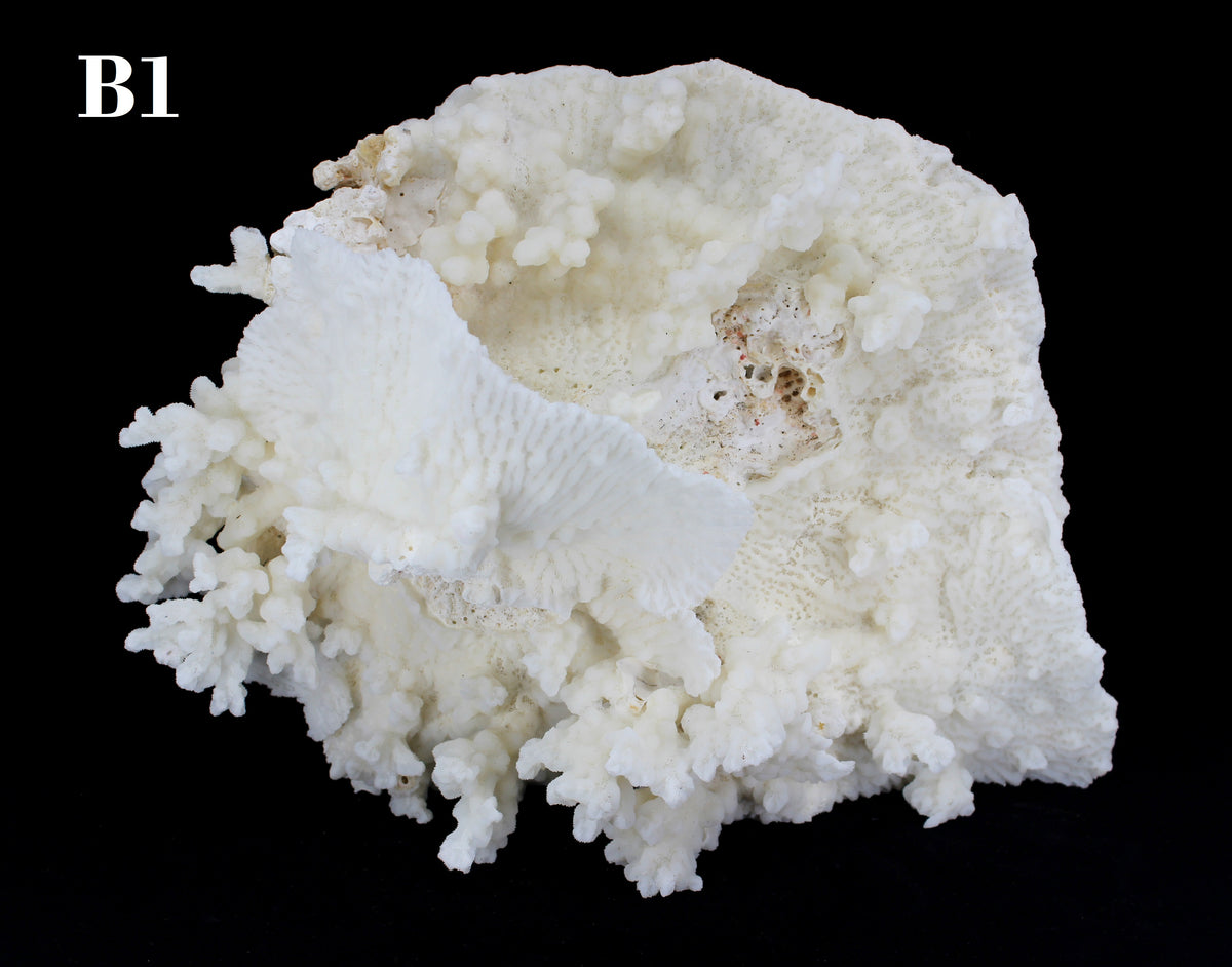 Merulina Coral 14-16"