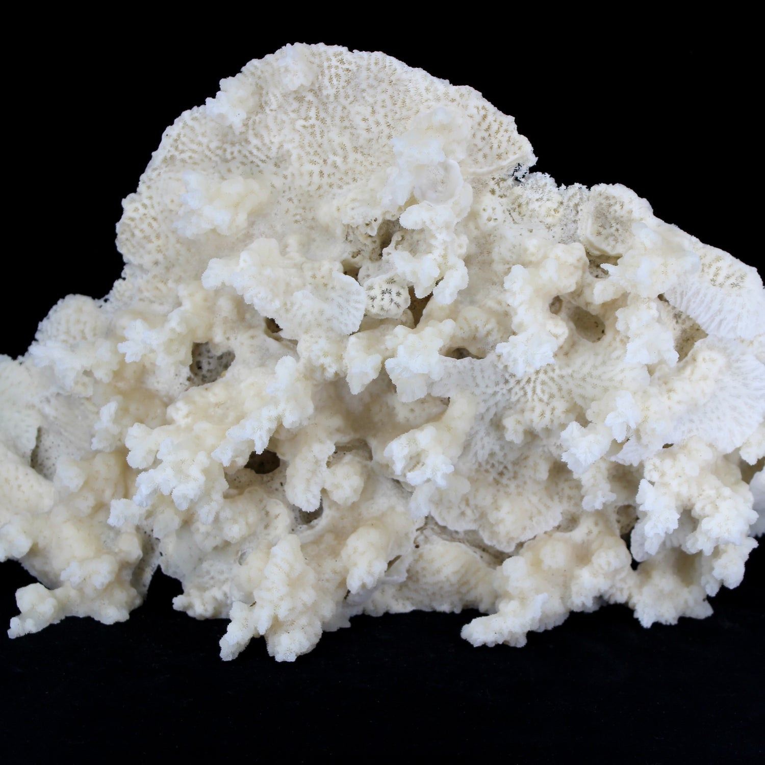 Merulina Coral 14-16"