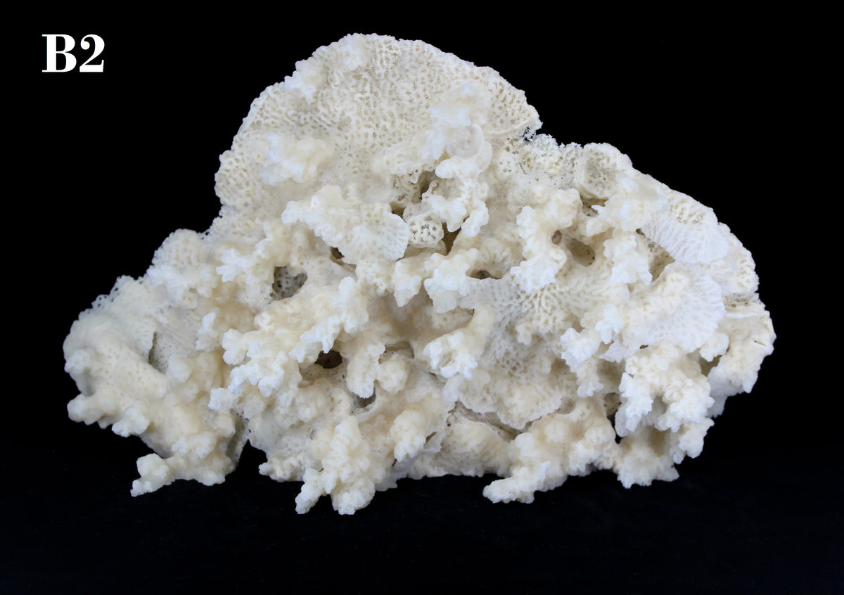 Merulina Coral 14-16"
