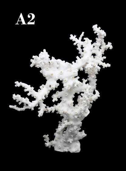 Octopus Coral 14-18"